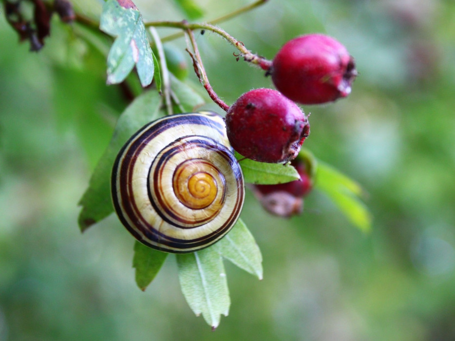 snail-3744870_1920