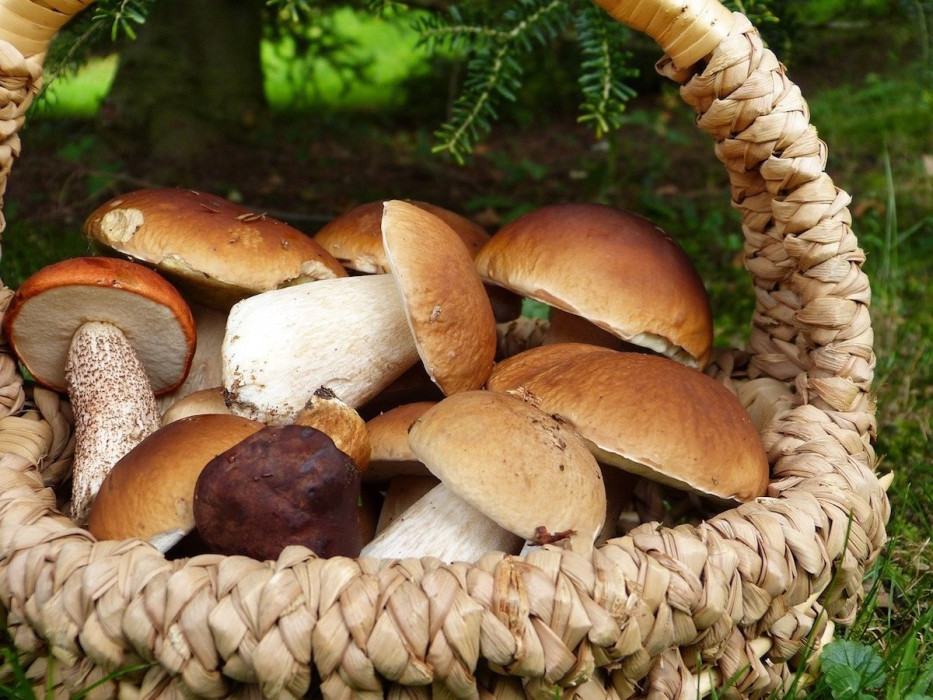 mushrooms-3686917_1280