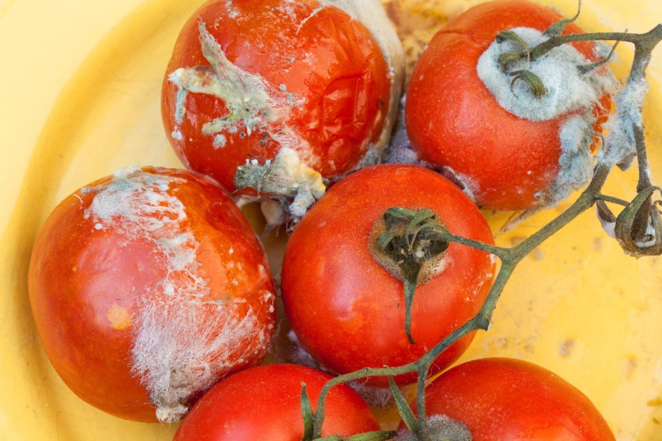 zgniłe pomidory