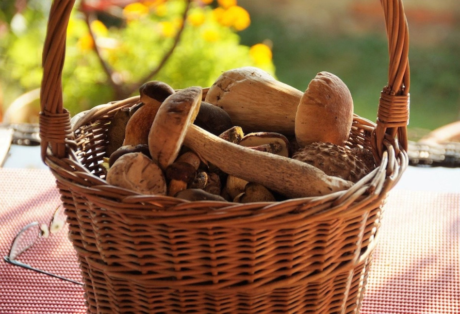 basket-of-mushrooms-4440651_1280