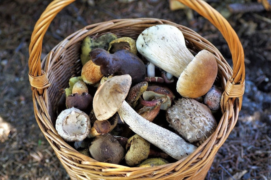 basket-of-mushrooms-4439653_1280