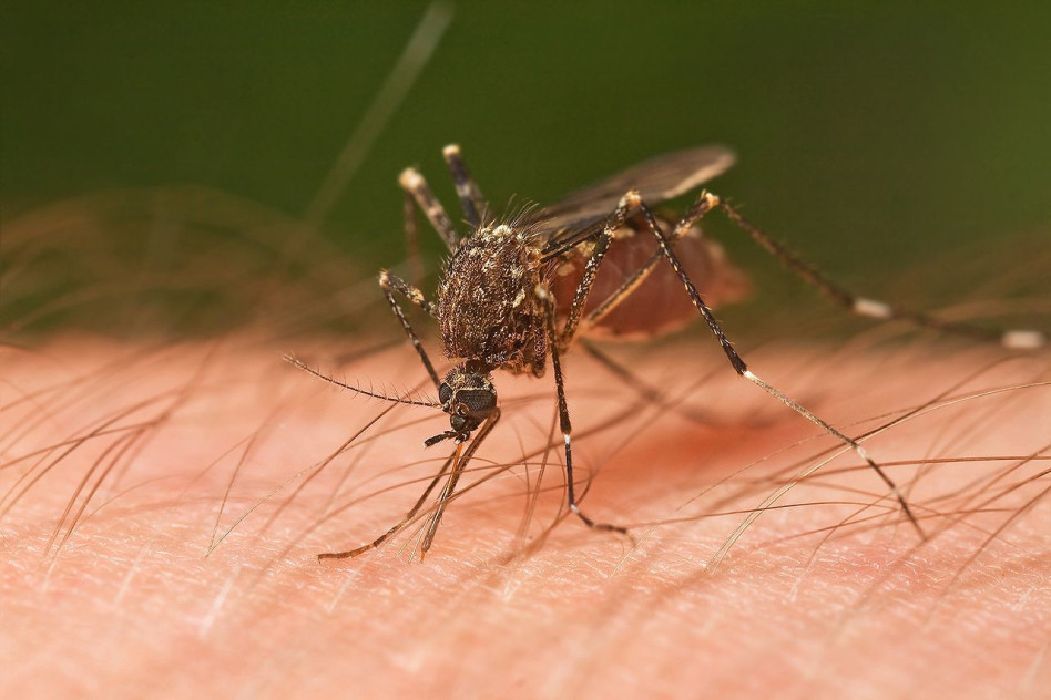 1280px-Mosquito_Tasmania